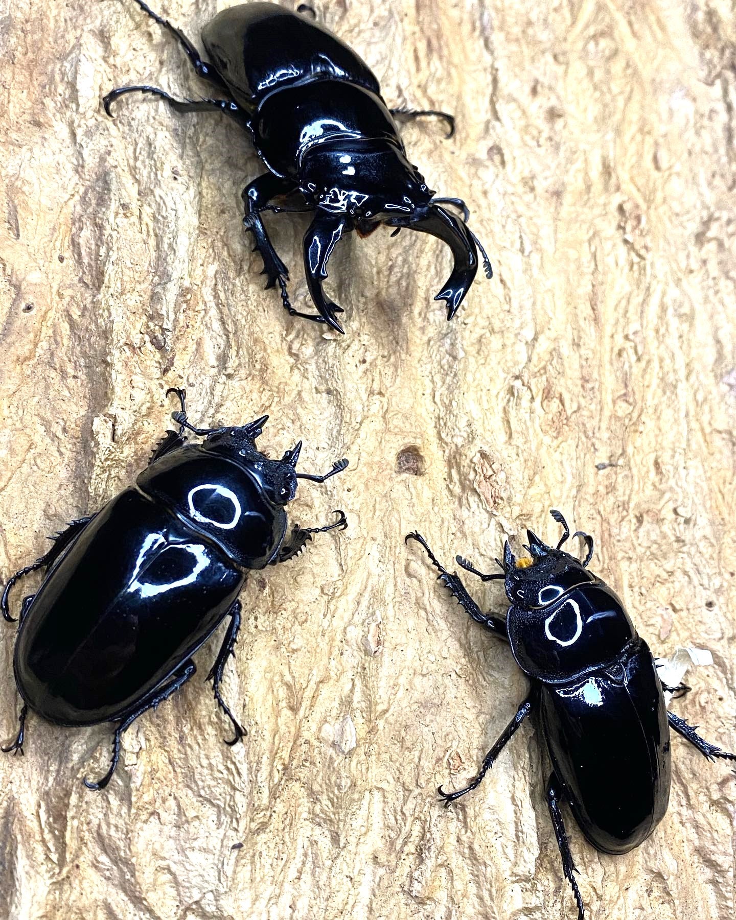 Tarandus Stag Beetle (Mesotopus tarandus)