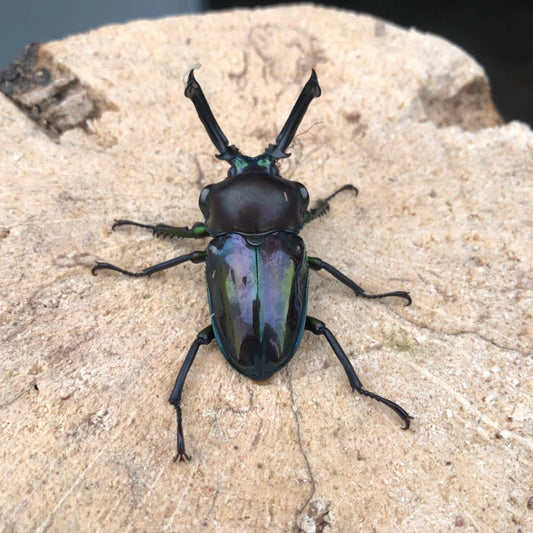 Mixed Color Rainbow Stag Beetle (Phalacrognathus muelleri)