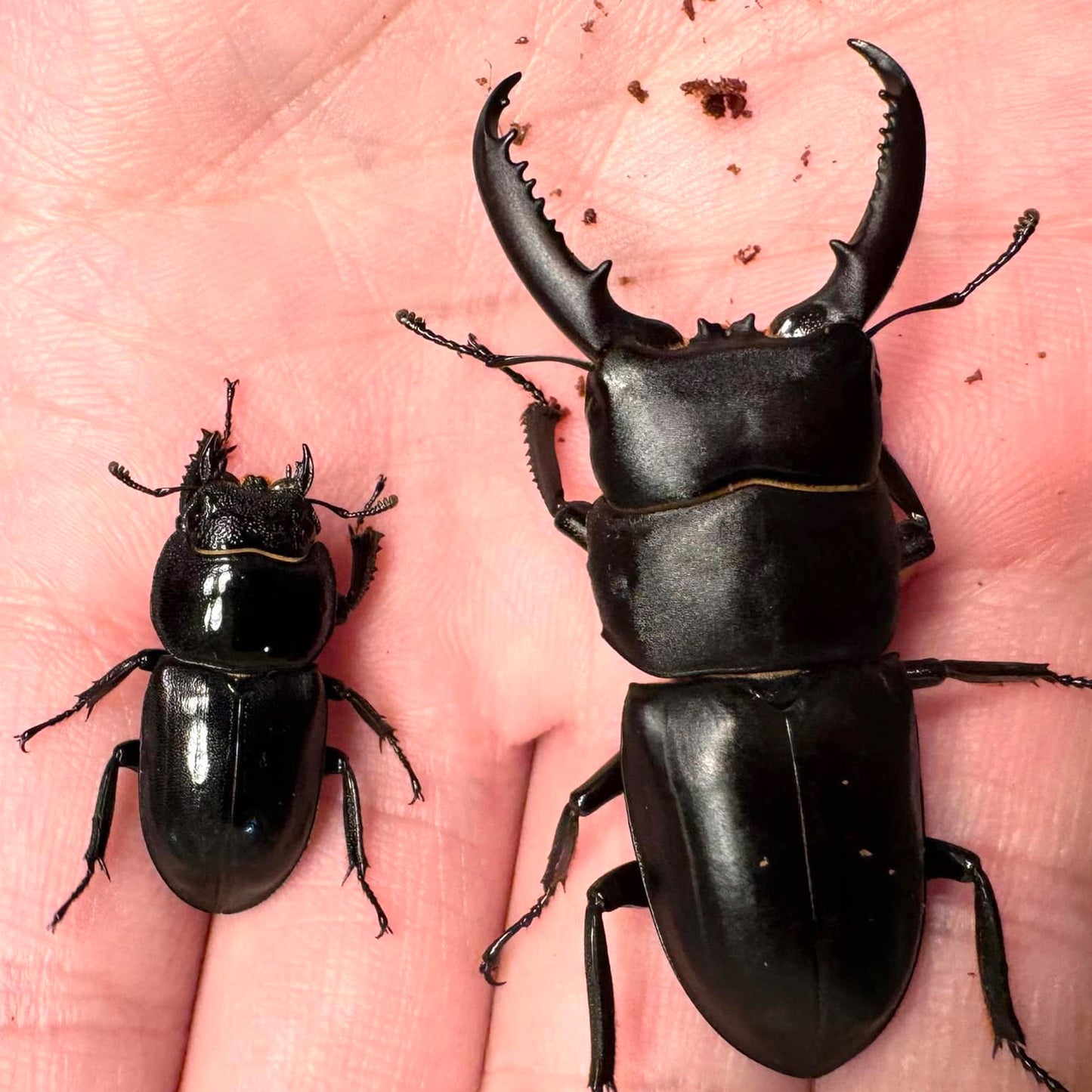 Dorcus consentaneus