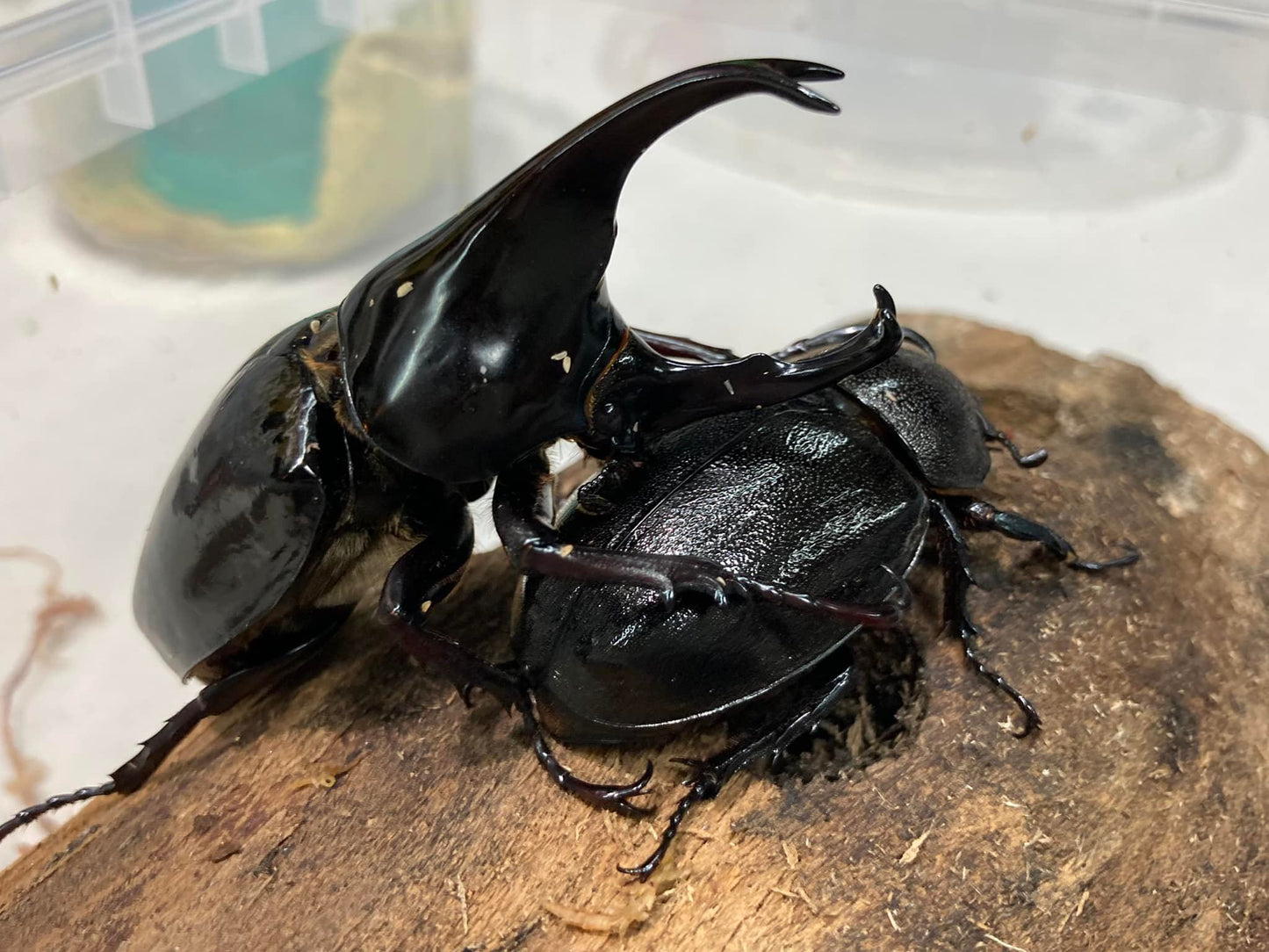 King-Kong Rhino Beetle (Xylotrupes gideon beceri)