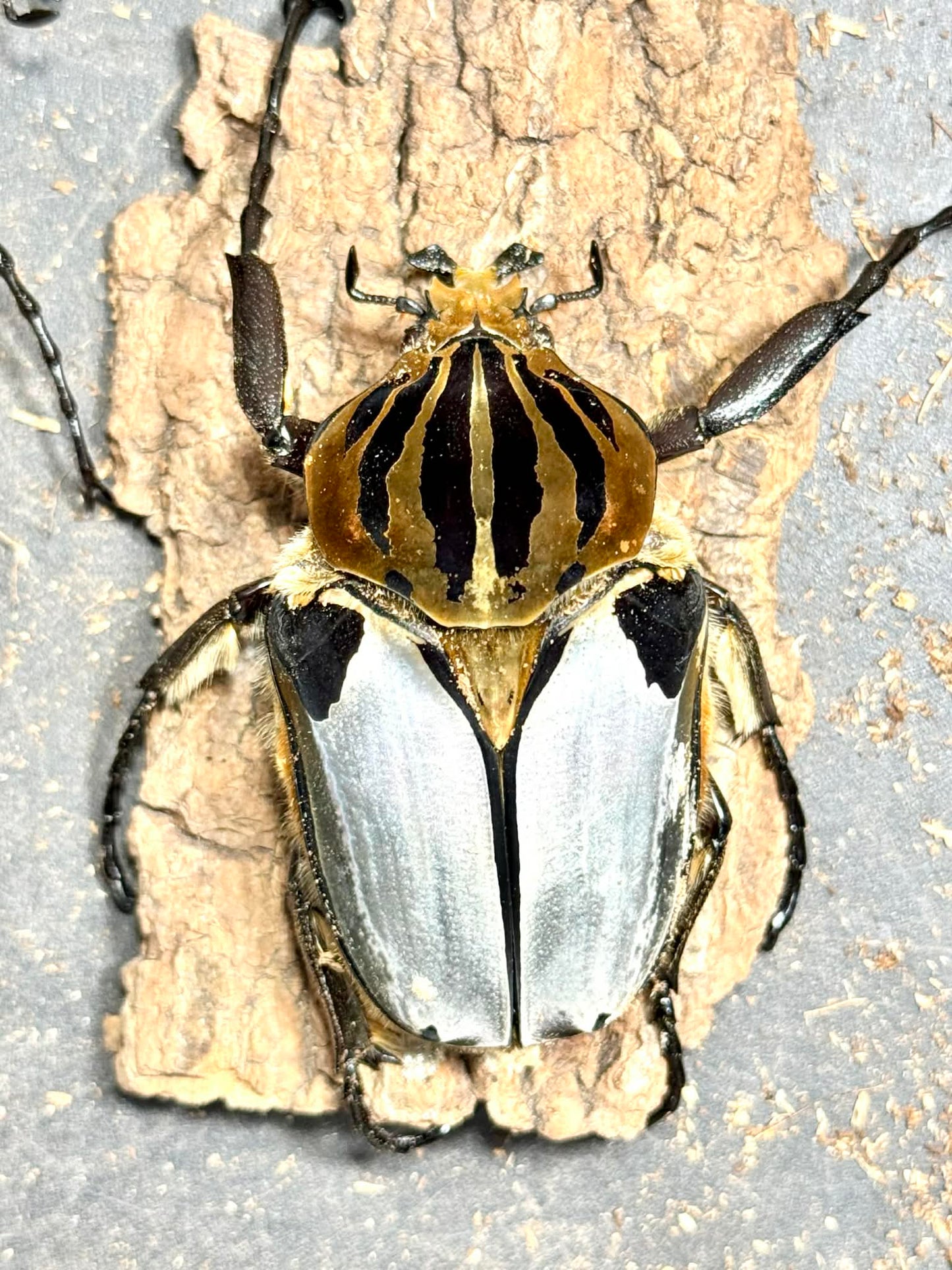 Silverback Goliath Beetle (Goliathus cacicus)