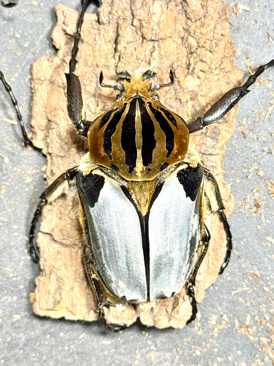 Silverback Goliath Beetle (Goliathus cacicus)