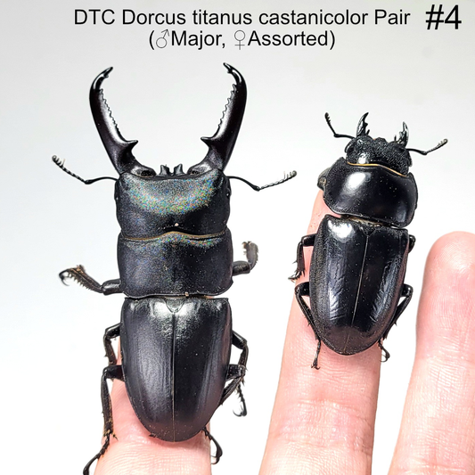 Clearance #4 Dorcus titanus castanicolor Pair