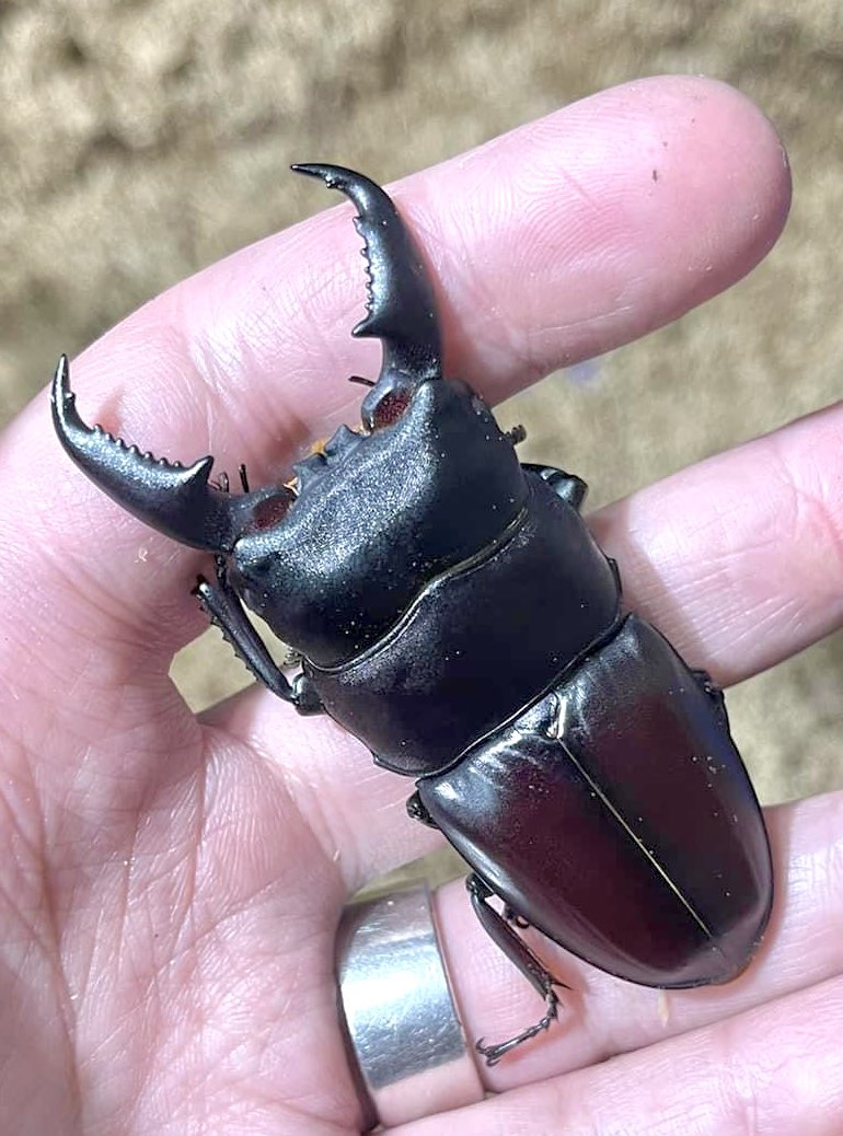 Dorcus Ii Dorcus titanus sika – James' Beetle Farm