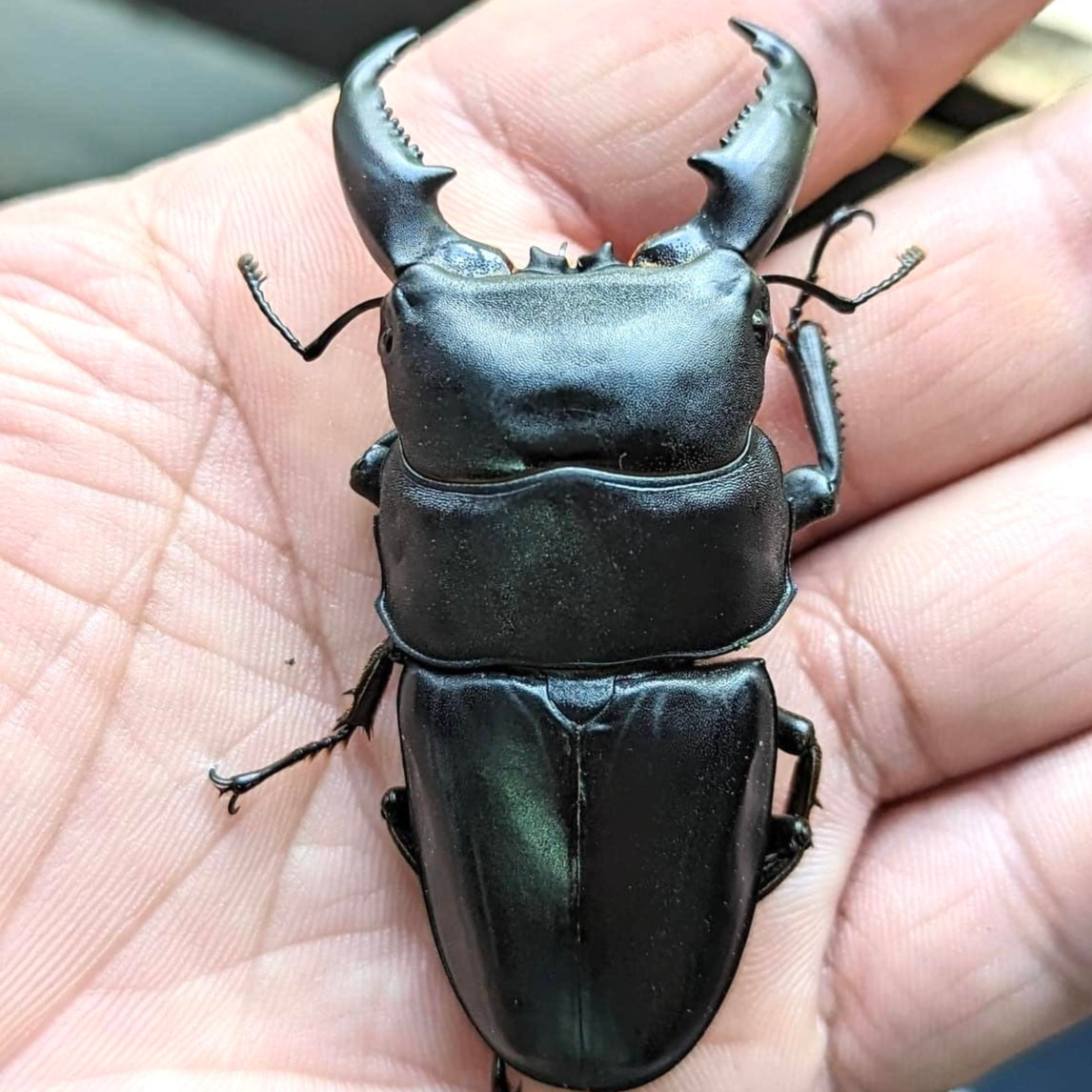 Dorcus titanus sika