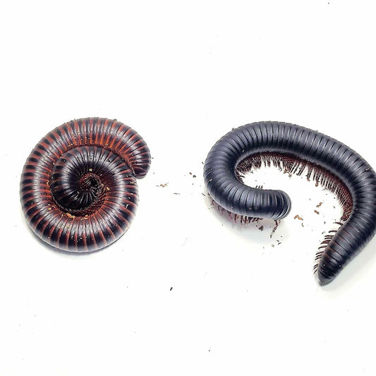 African Giant Millepede (Spirobolus caudulanus)