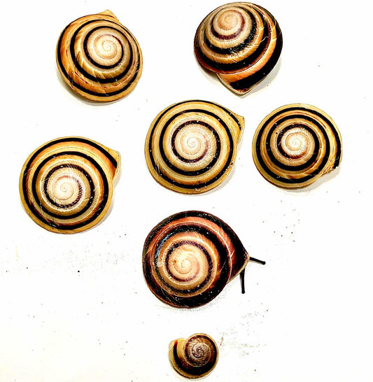 Banded Caracol Snail (Caracolus marginella)