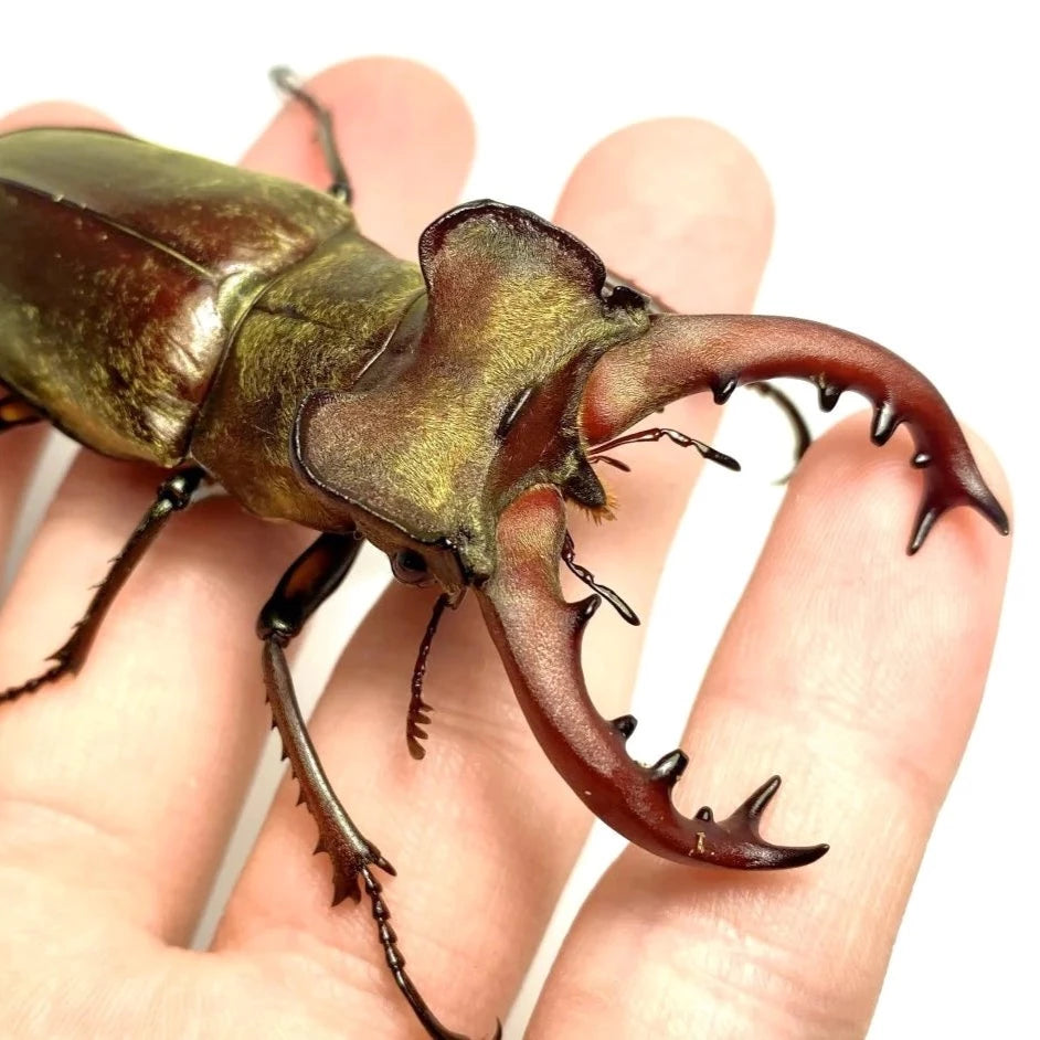 Lucanus maculifemoratus