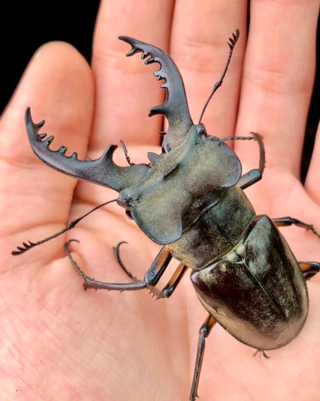 Lucanus maculifemoratus