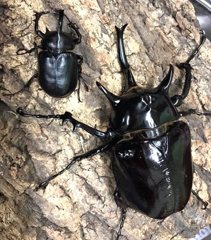 Mars Rhino Beetle (Megasoma mars)