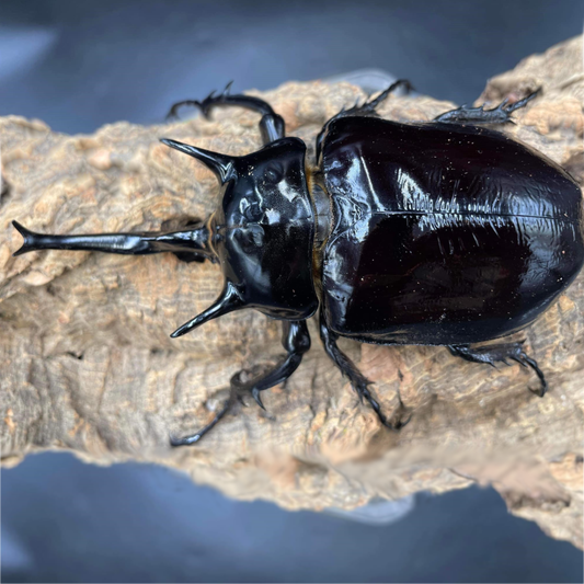 Mars Rhino Beetle (Megasoma mars)