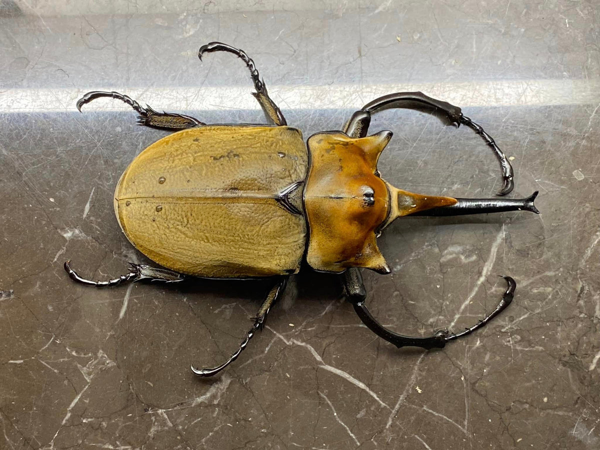 Elephant Insect The Elephant Beetle (Megasoma elephas elephas) – James' Beetle Farm
