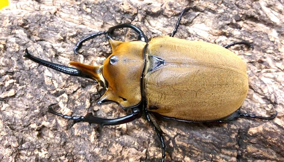 Elephant Insect The Elephant Beetle (Megasoma elephas elephas) – James' Beetle Farm
