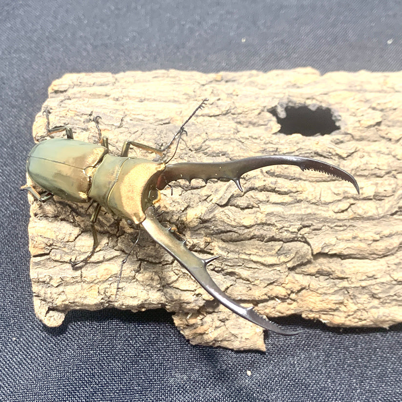 Metallic Stag Beetle (Cyclommatus metallifer finae) James' Beetle Farm