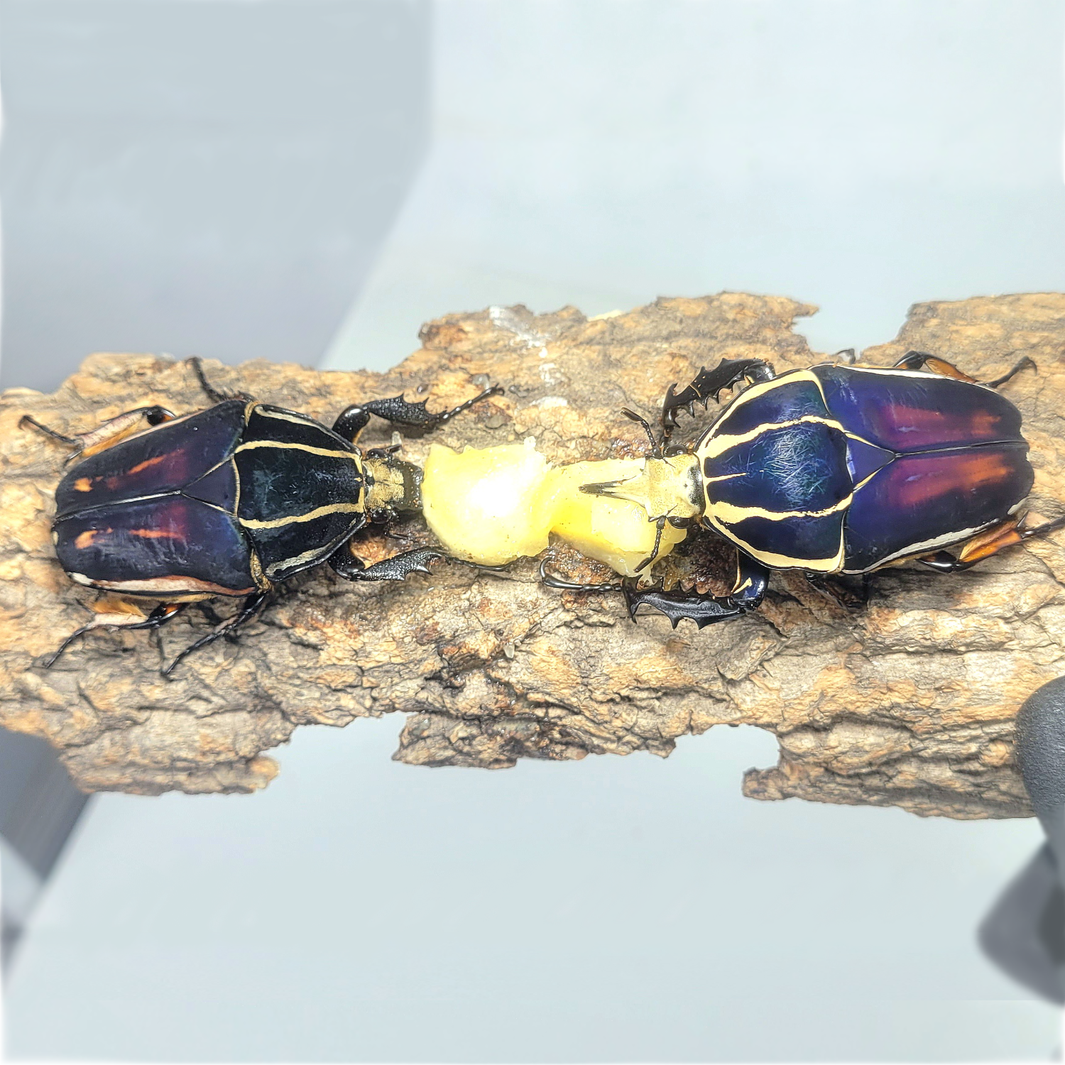 Giant Flower Beetle (Mecynorhina torquata ugandensis) (Blue