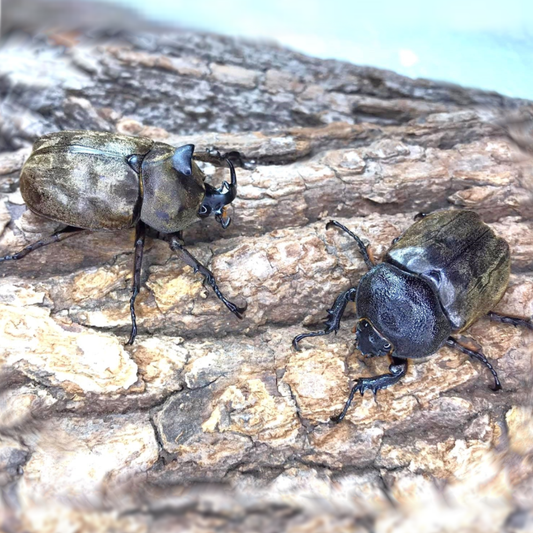 Tempest Rhino Beetle (Allomyrina pfeifferi)