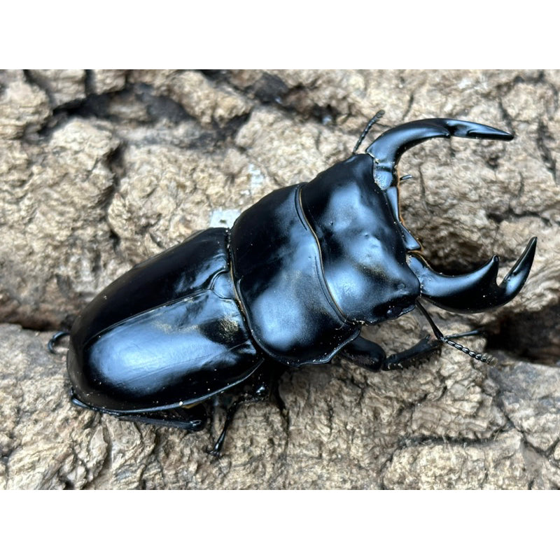 Northern Antler Stag Beetle (Dorcus antaeus antaeus) (North India ...