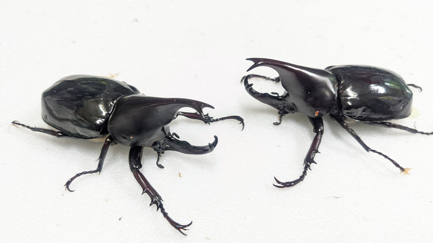 King-Kong Rhino Beetle (Xylotrupes gideon beceri)