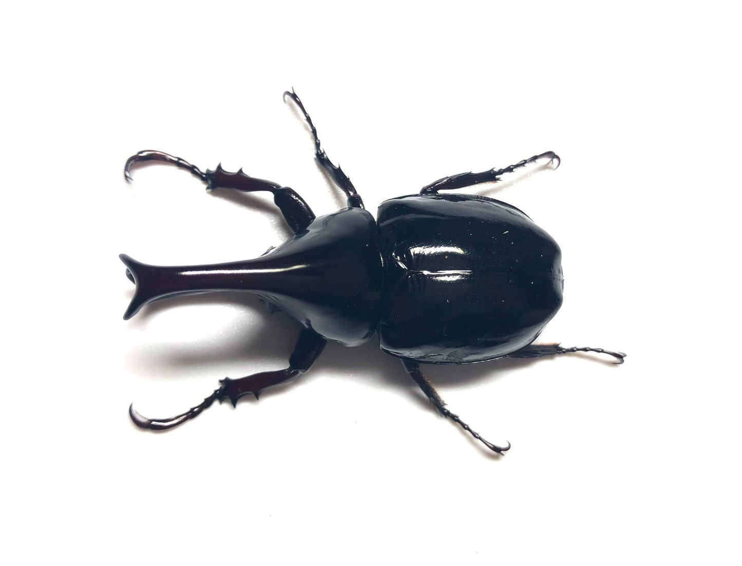 King-Kong Rhino Beetle (Xylotrupes gideon beceri)