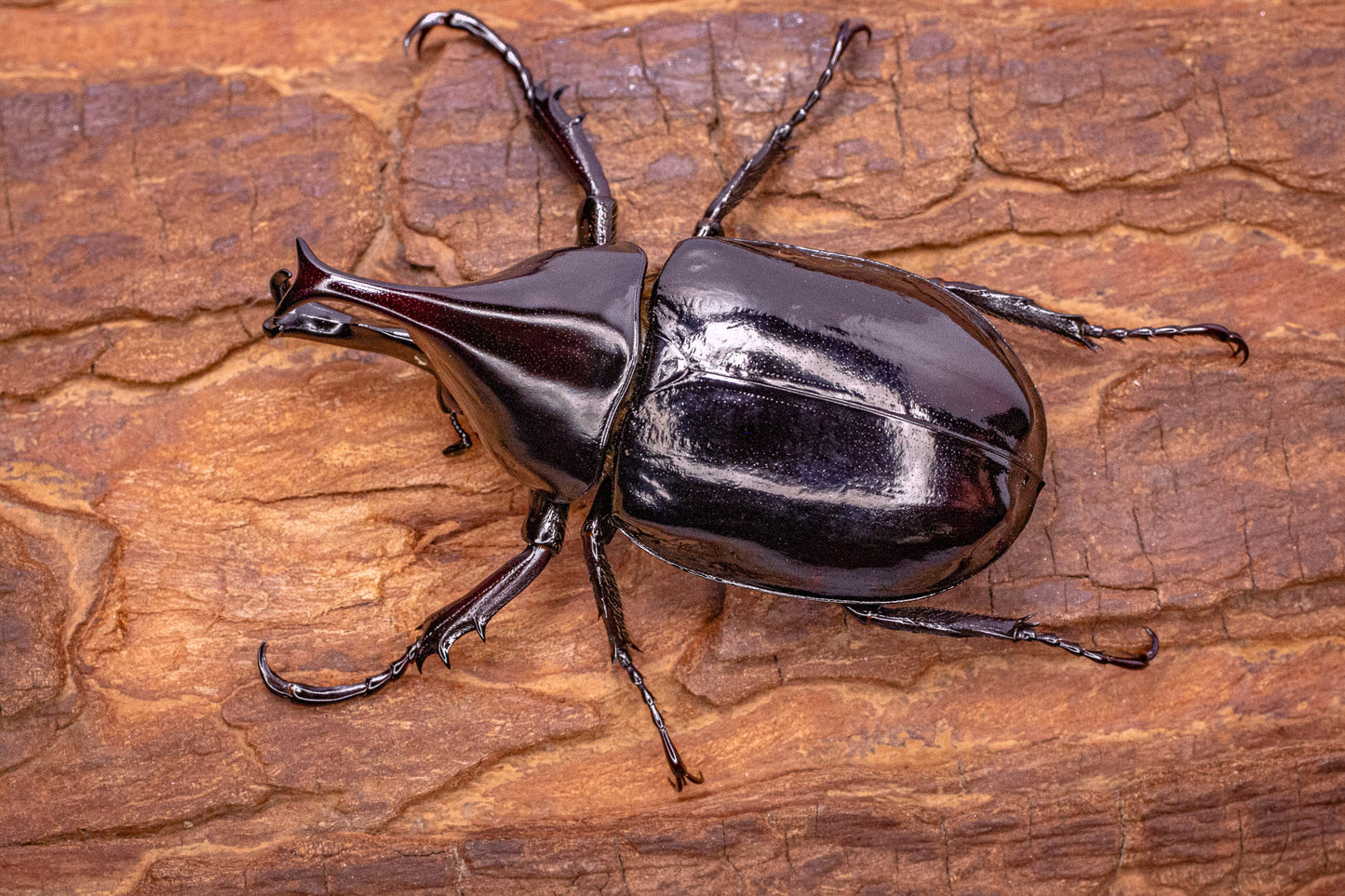 King-Kong Rhino Beetle (Xylotrupes gideon beceri)