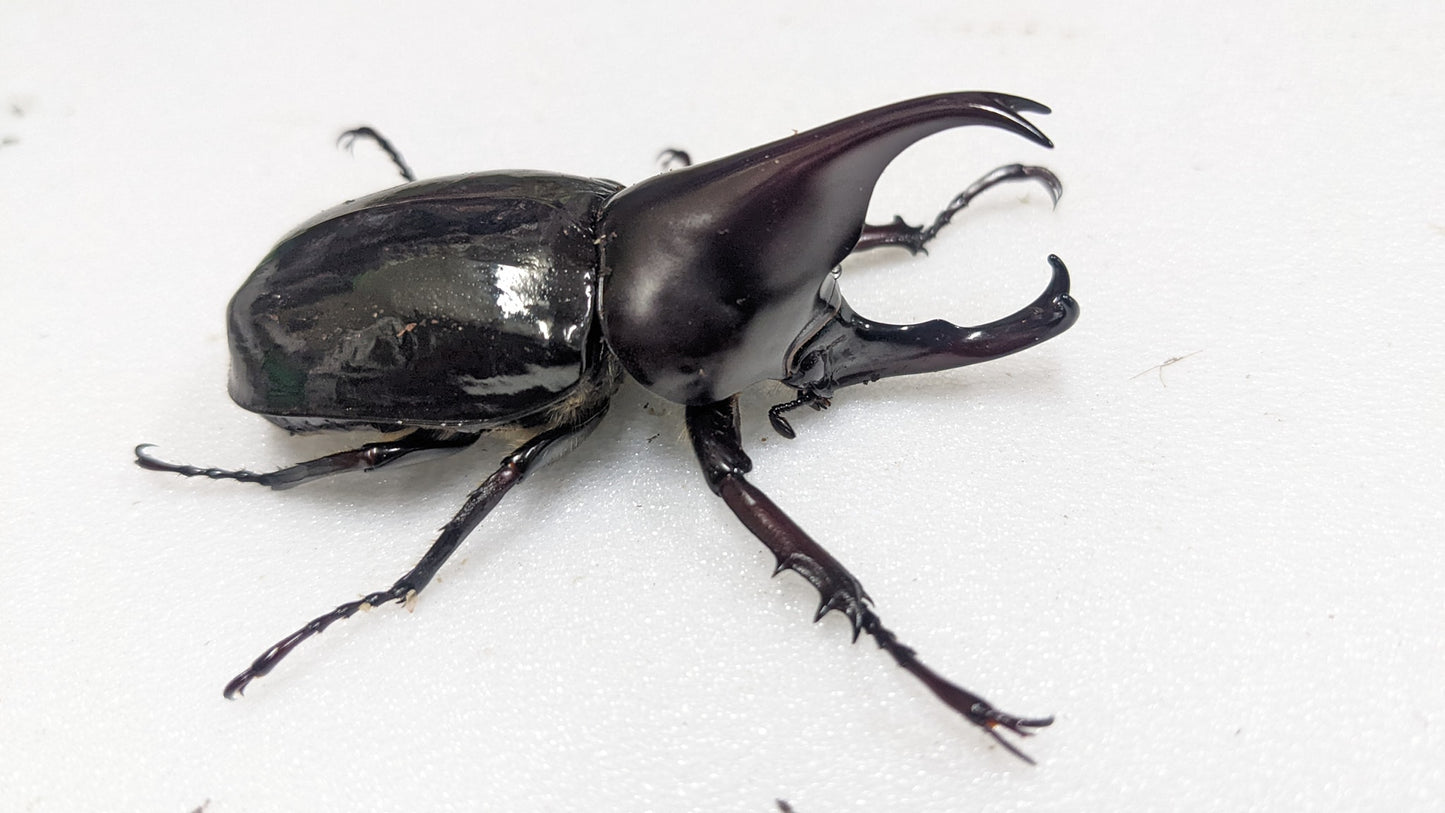 King-Kong Rhino Beetle (Xylotrupes gideon beceri)