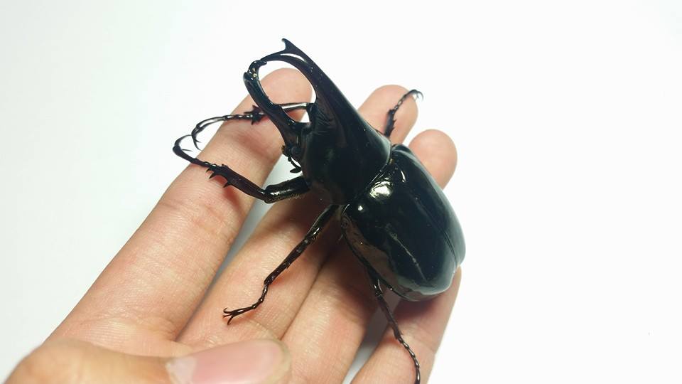 King-Kong Rhino Beetle (Xylotrupes gideon beceri)