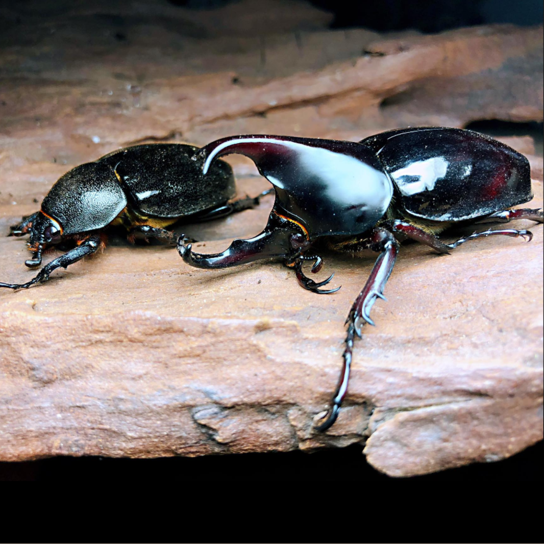 Buy Live Rhino Beetles Online - Rhino Beetles for Sale – James' Beetle Farm