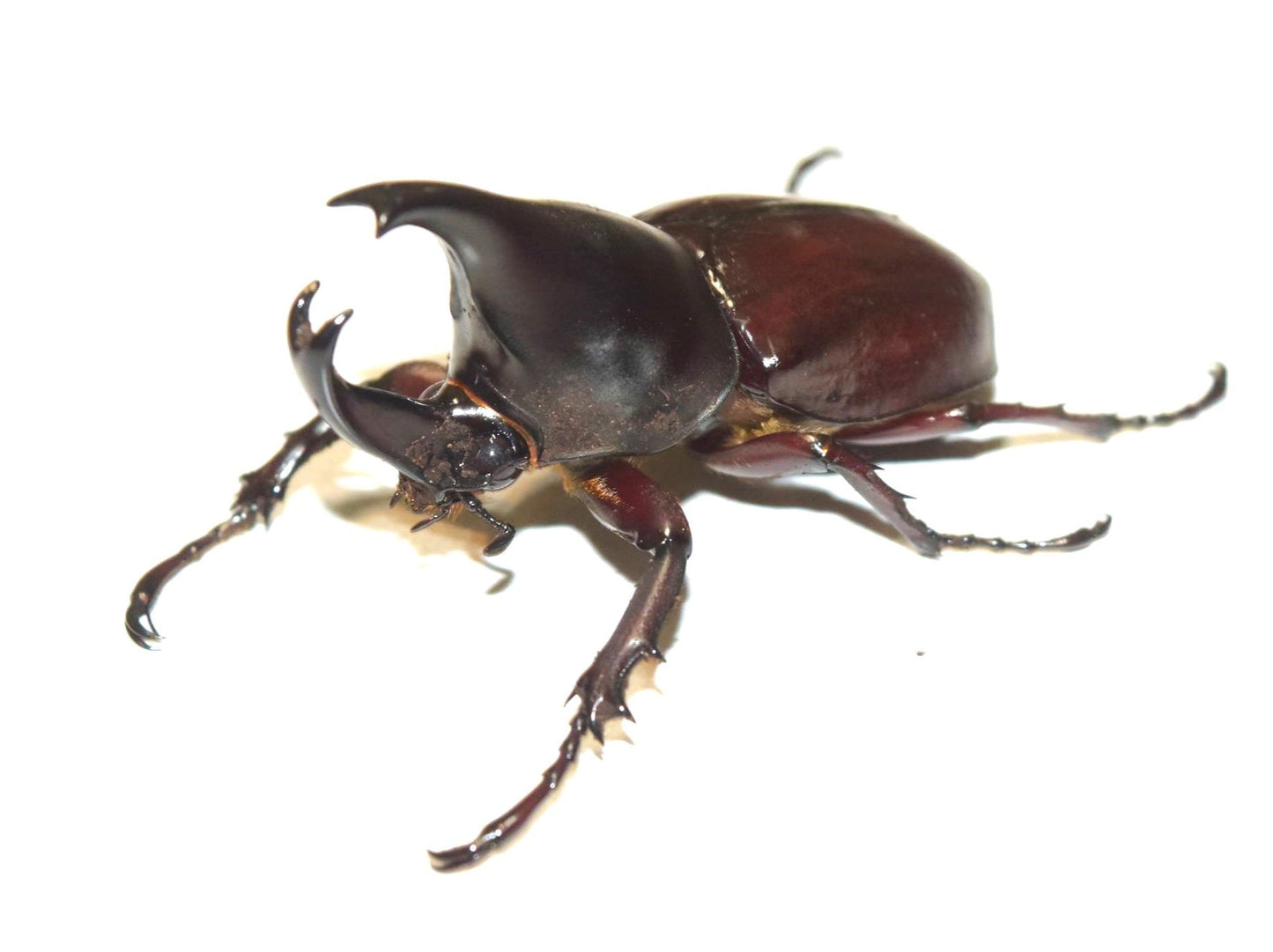 Forneigner Rhino Beetle (Xylotrupes philippinensis peregrinus)