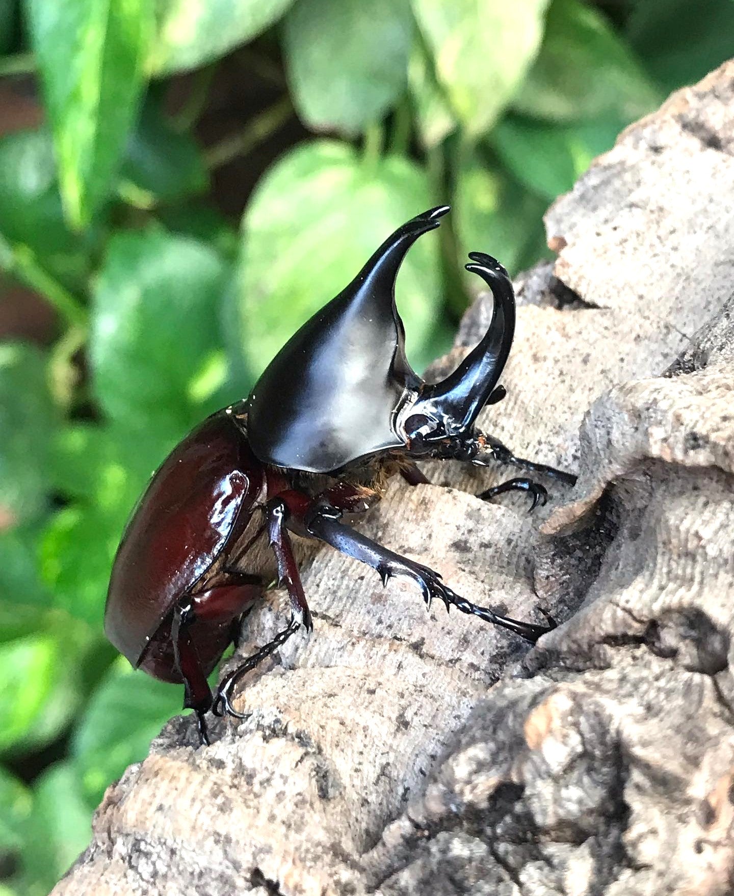 Forneigner Rhino Beetle (Xylotrupes philippinensis peregrinus)