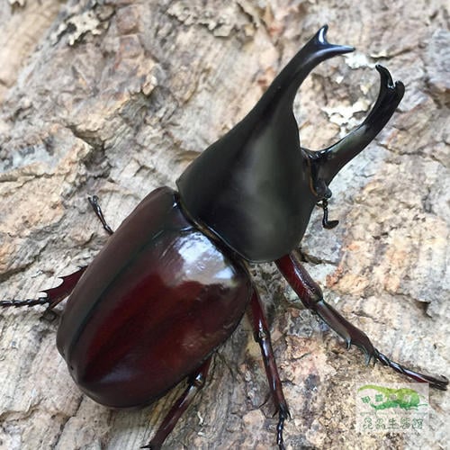 Forneigner Rhino Beetle (Xylotrupes philippinensis peregrinus)