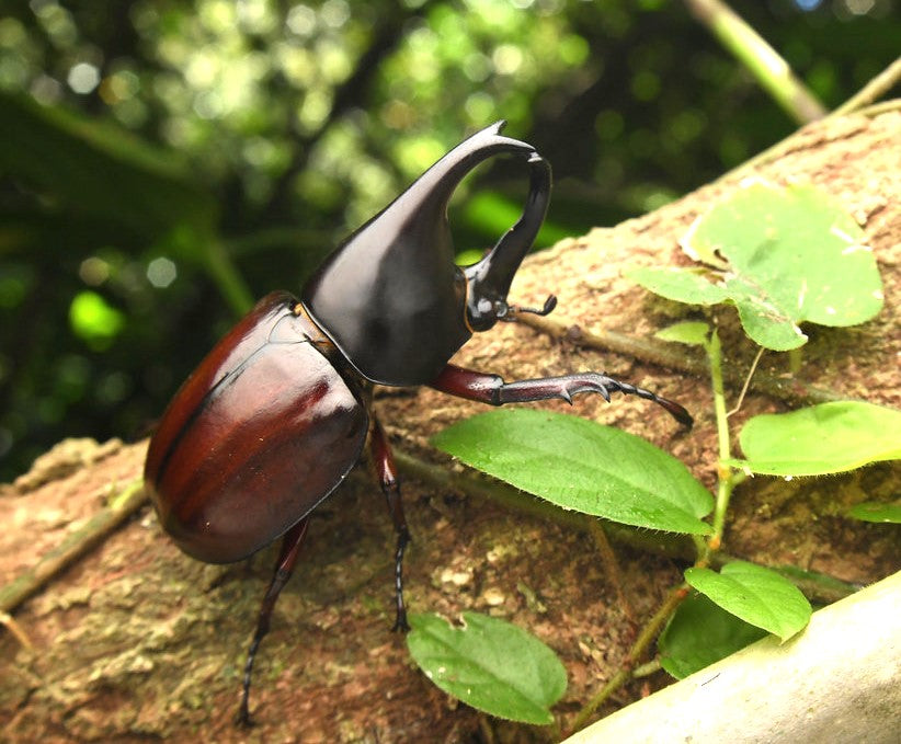 Forneigner Rhino Beetle (Xylotrupes philippinensis peregrinus)