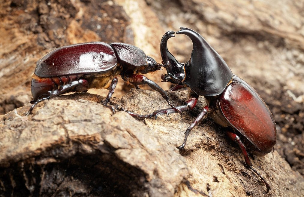 Forneigner Rhino Beetle (Xylotrupes philippinensis peregrinus)