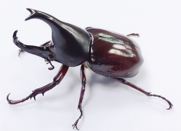 Forneigner Rhino Beetle (Xylotrupes philippinensis peregrinus)